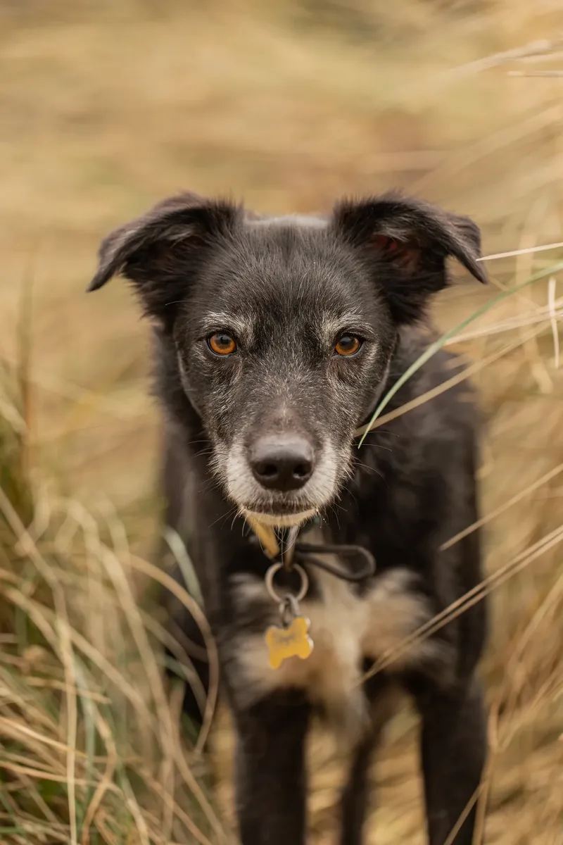 Olive (6 of 43)