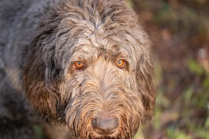 Barnaby the labradoodle (5 of 8)