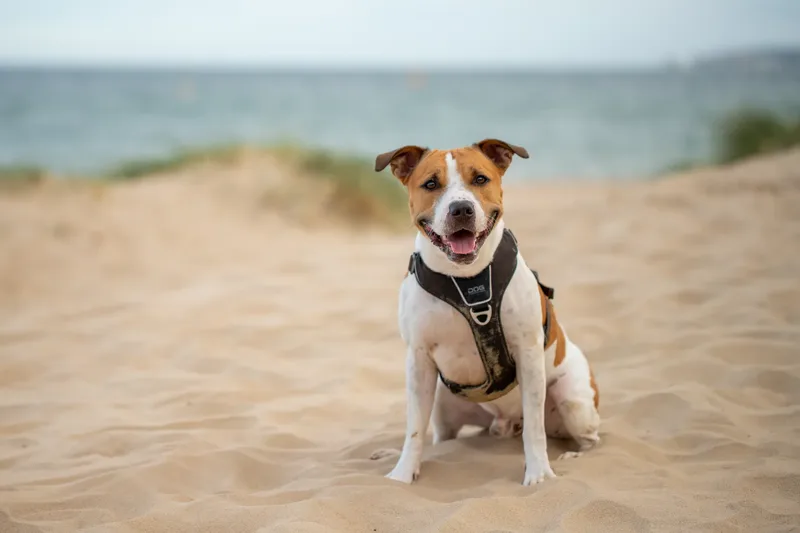 Dickie the Staffy (16 of 43)