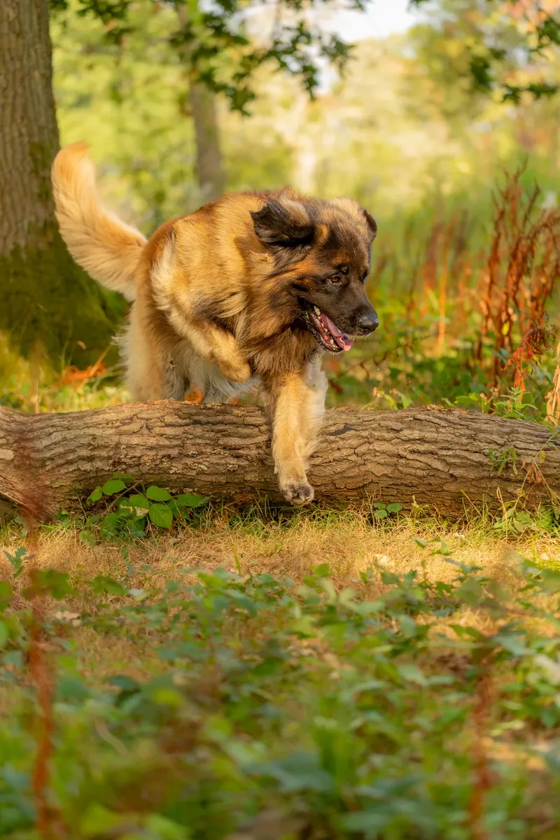 Koda