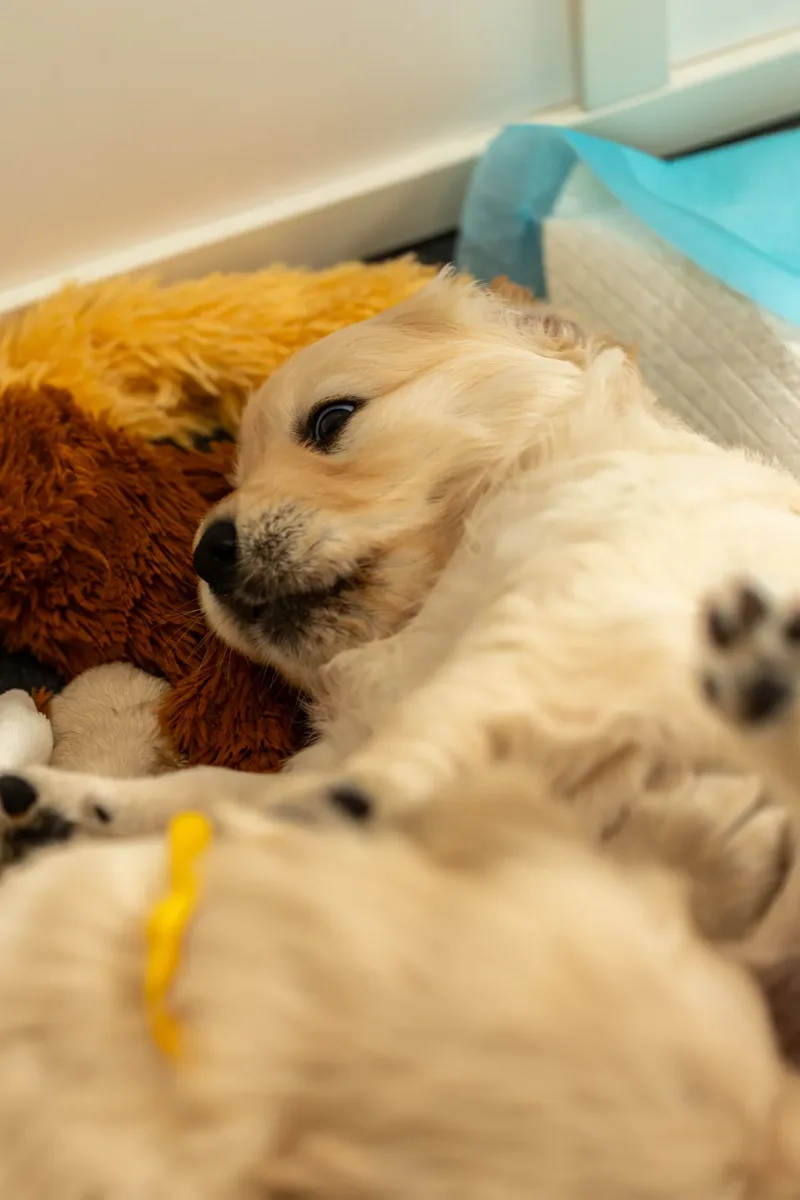 Golden Retriever Puppies (44 of 60)