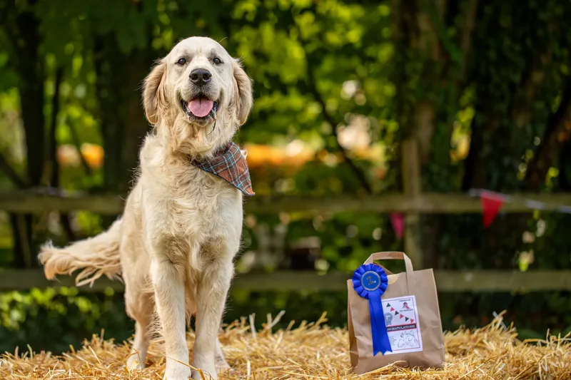 The Walled Garden Moreton – Dog show ceremony (3 of 24)