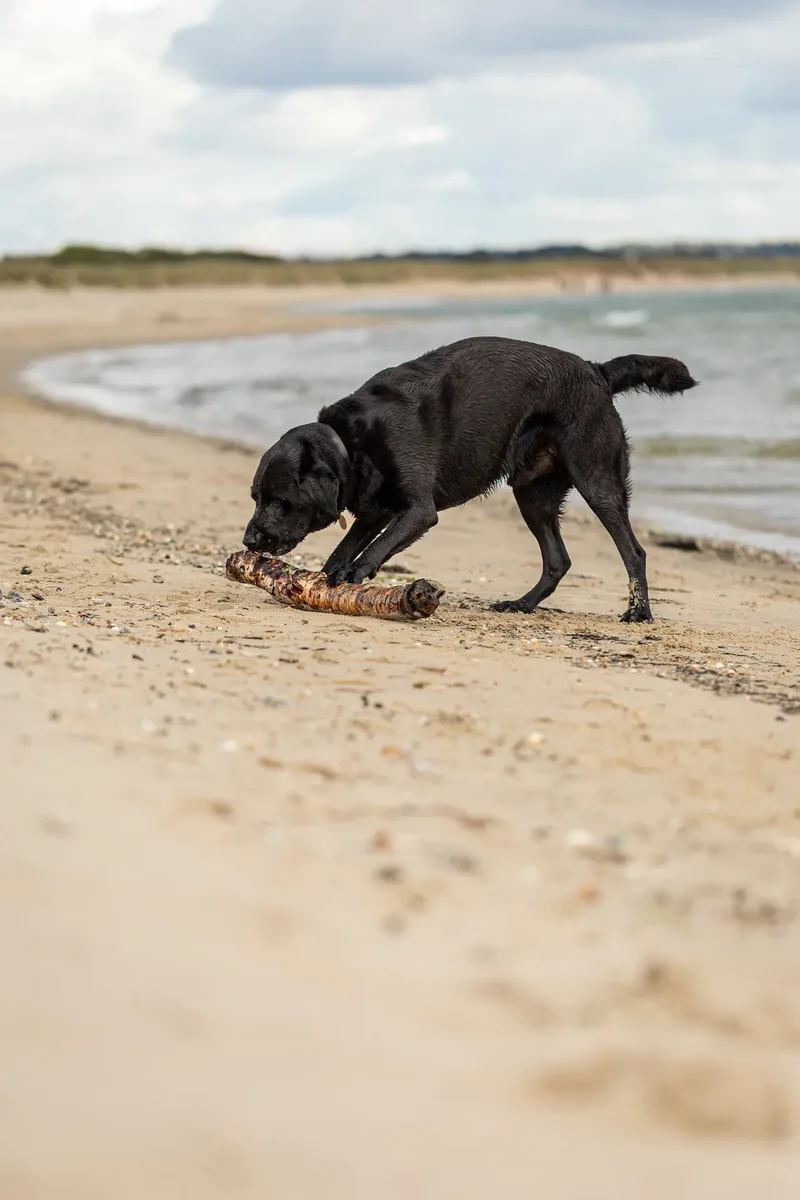 Stan the black lab (34 of 38)