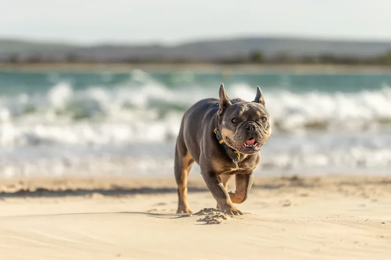 Blue the Frenchie (18 of 32)