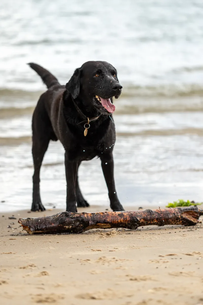 Stan the black lab (35 of 38)