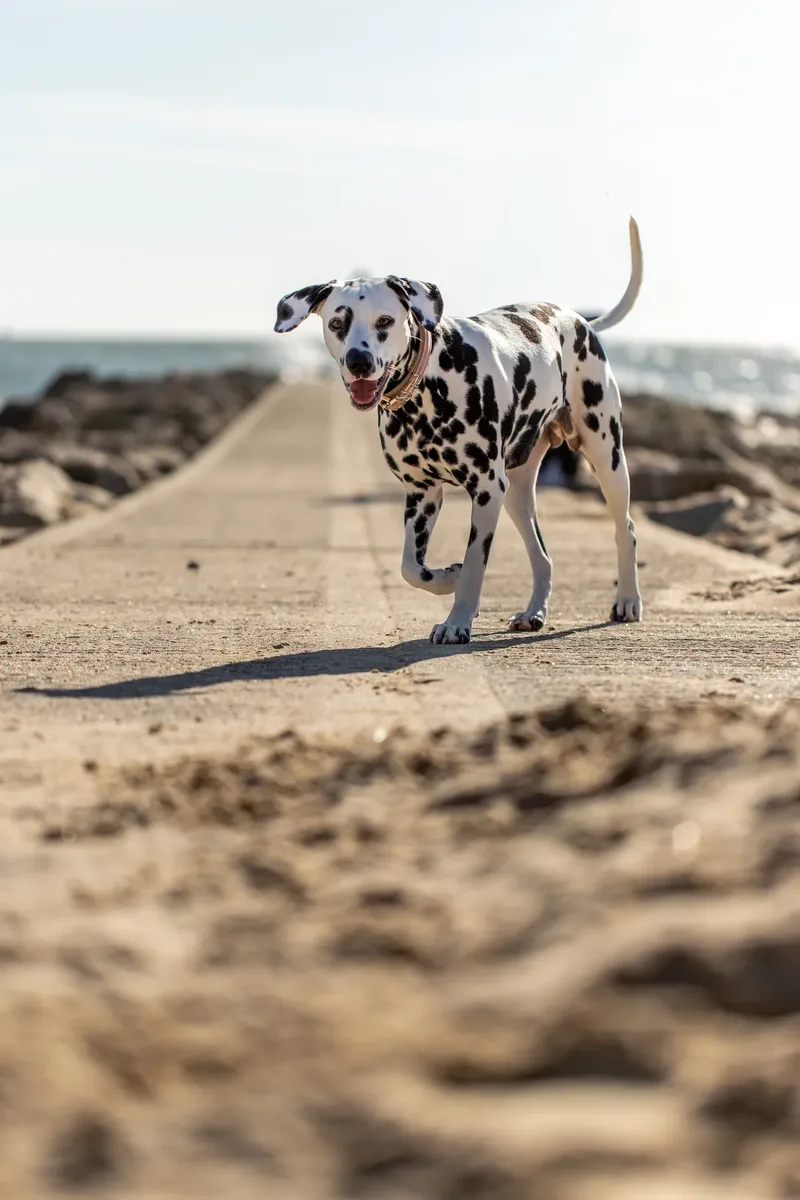 Perdy and Pongo (19 of 28)