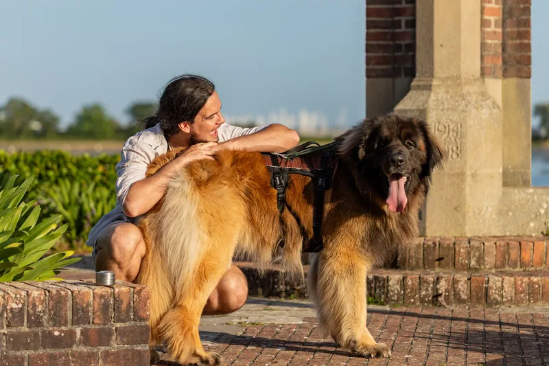 Dorset Dog Trainer – Poole Park (31 of 59)