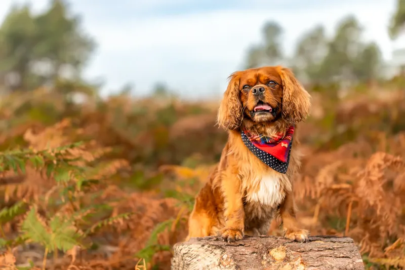 Rusty the Cav (13 of 24)