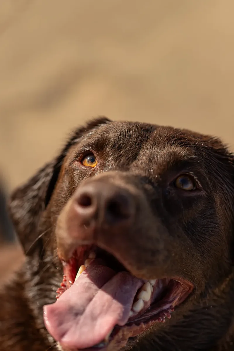 Ralph the Chocolate Lab (22 of 26)