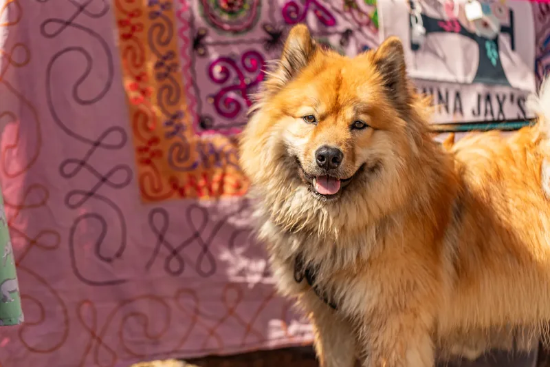 Sunshine, Smiles & Wagging Tails at Cherry Tree Nurseries (23 of 24)