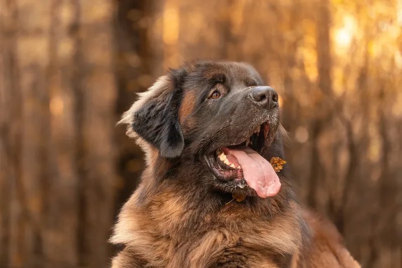 Koda the Bear (Leonberger) (8 of 24)
