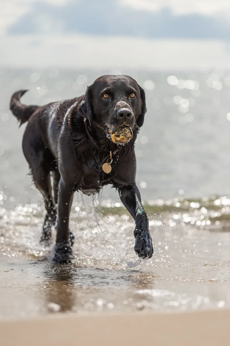 Stan the black lab (7 of 38)