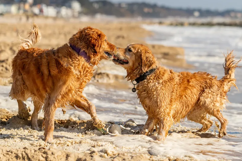 Hugo, Cookie, Flossie & Ralph (6 of 24)