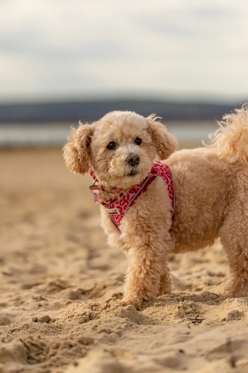 Lola the Poochon (13 of 28)