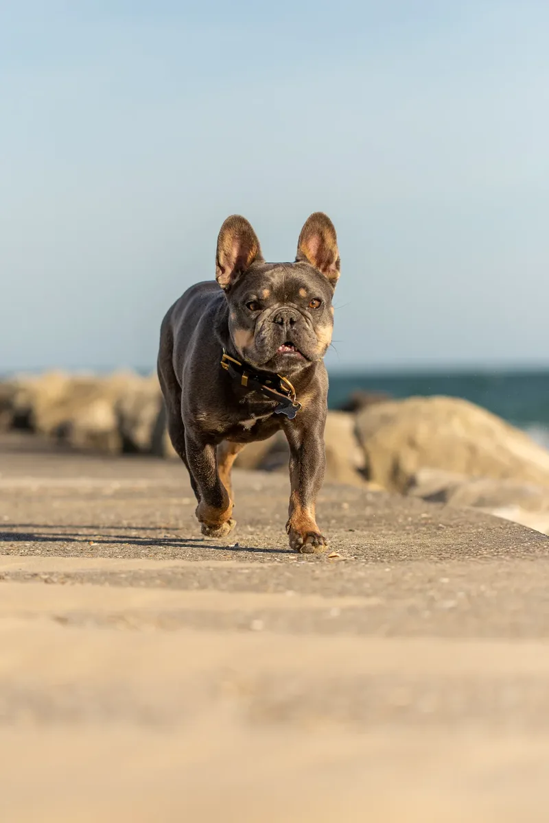 Blue the Frenchie (10 of 32)