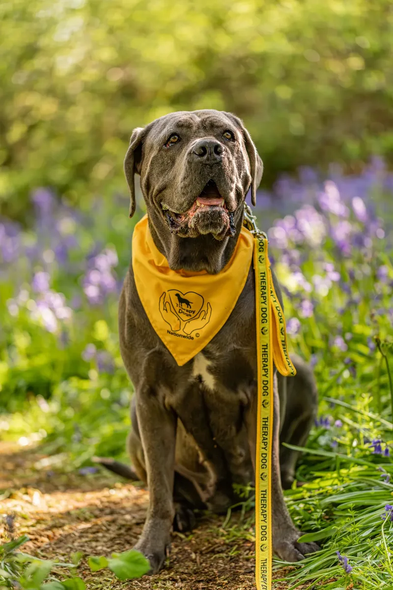 Skye the Cane Corso (10 of 23)