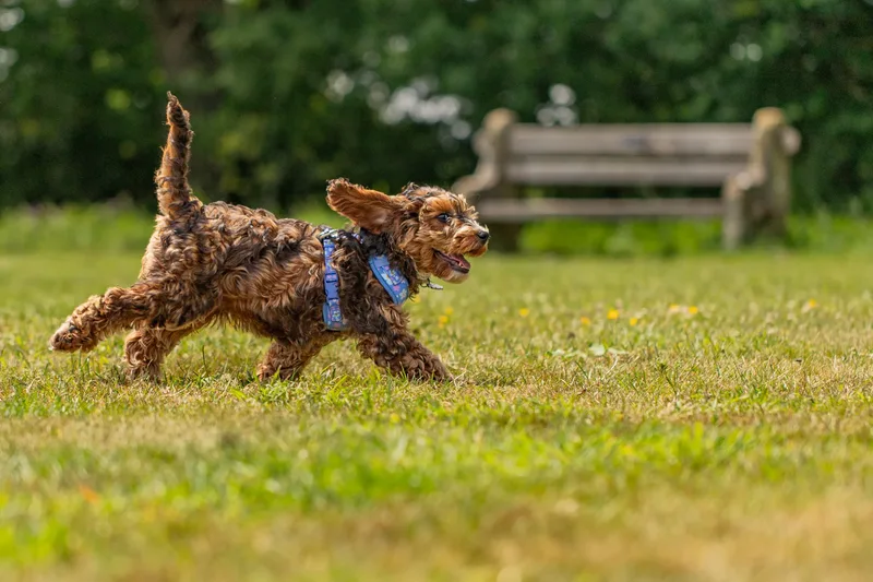 Luna the Cockapoo (14 of 24)
