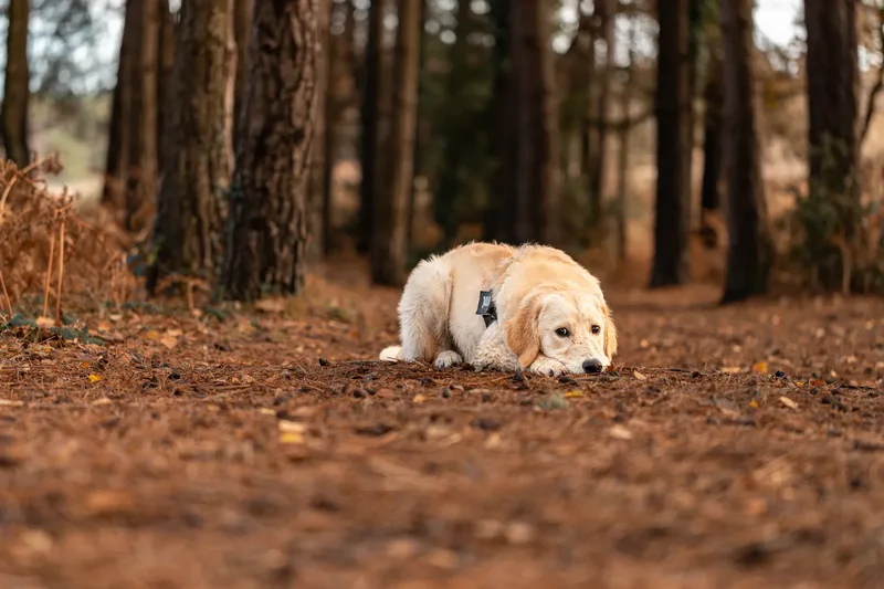 Ollie the golden (10 of 24)