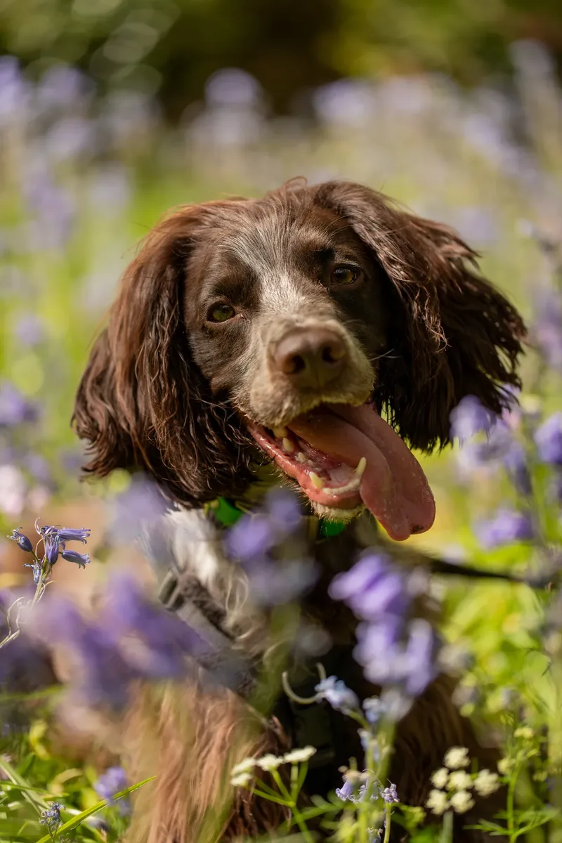 The Dorset Dog Trainer (3 of 42)