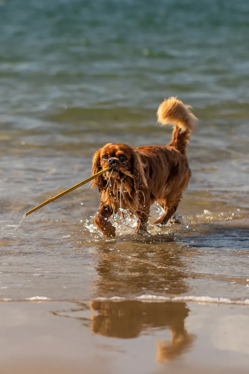 Rusty The Cavalier (17 of 24)