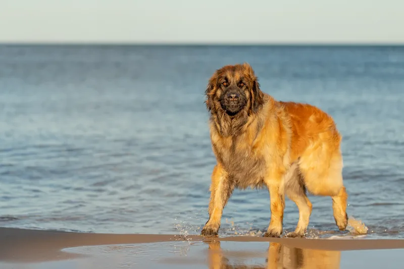 Leonberger Meet Up (21 of 47)