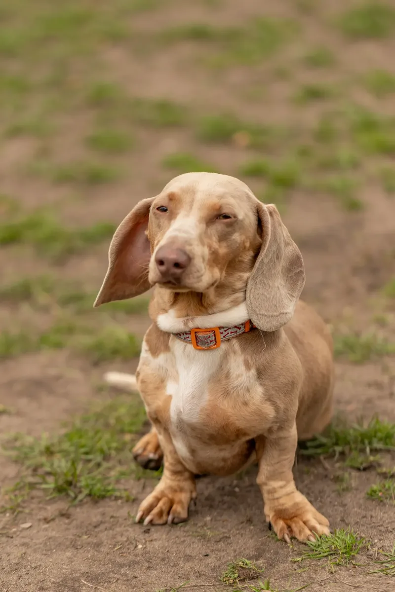 Muttley’s Doggy Day Care – Open Day Fun! 🐾 (7 of 24)