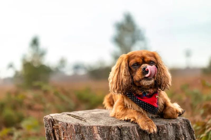 Rusty the Cav (15 of 24)