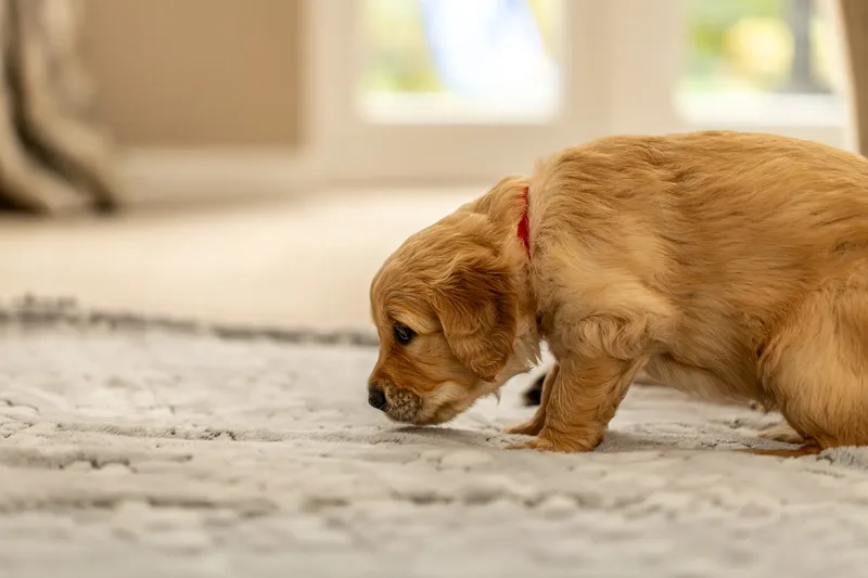 Golden Retriever Puppies (19 of 60)