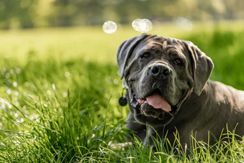 Skye the Cane Corso (17 of 23)