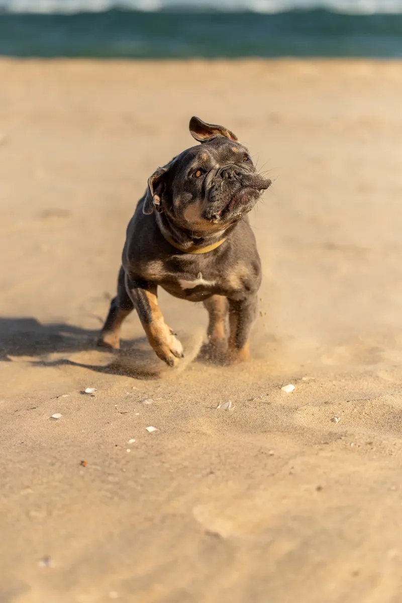 Blue the Frenchie (22 of 32)