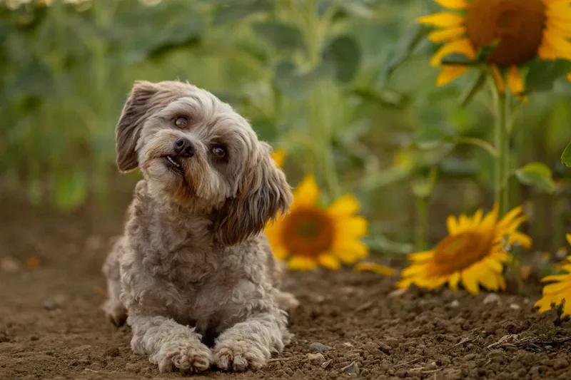 Bertie