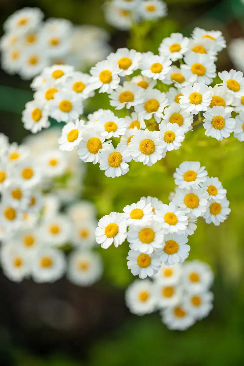 Brothers Farm – Feast in the flowers (32 of 76)