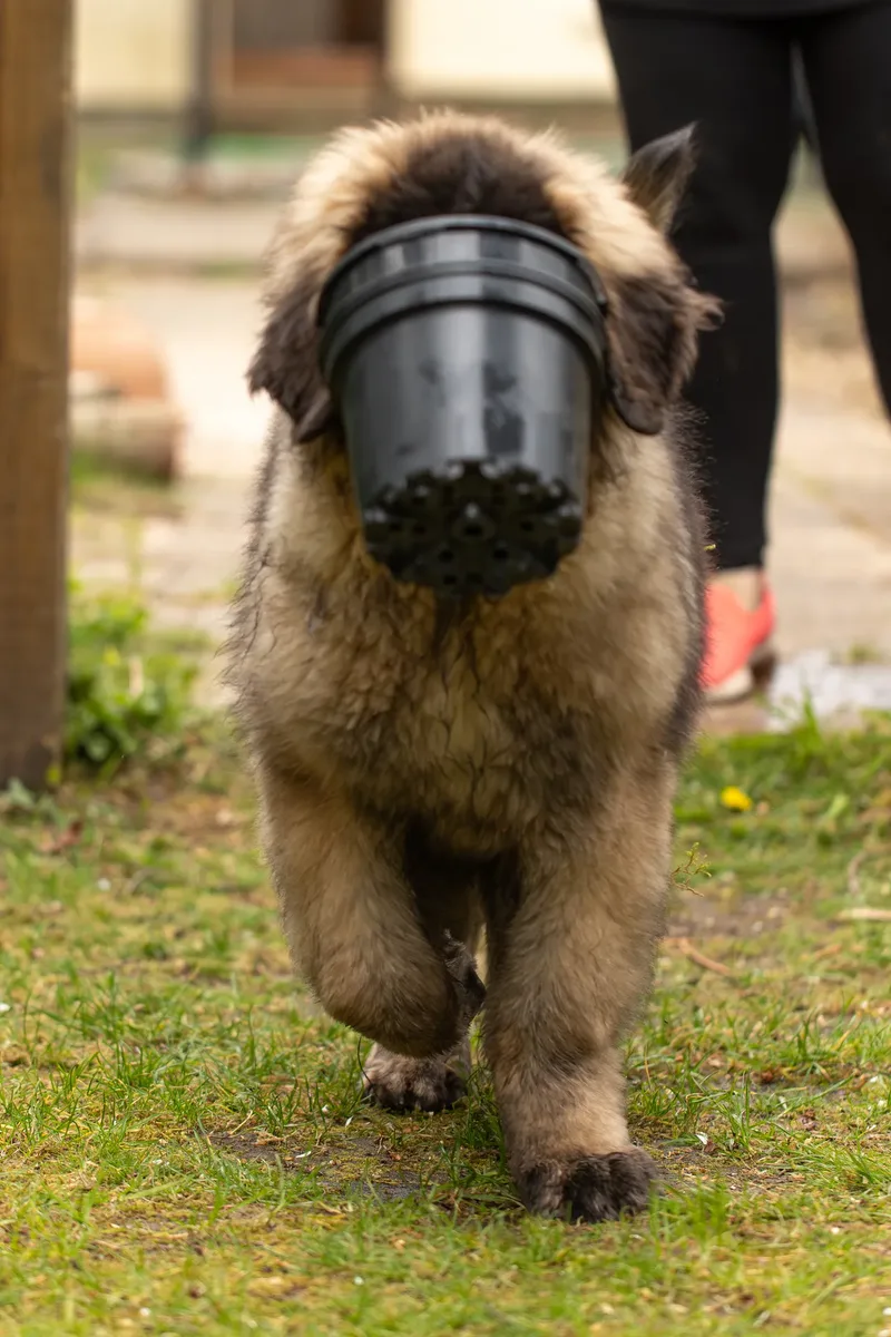 Alfie the Leonberger Puppy (27 of 41)