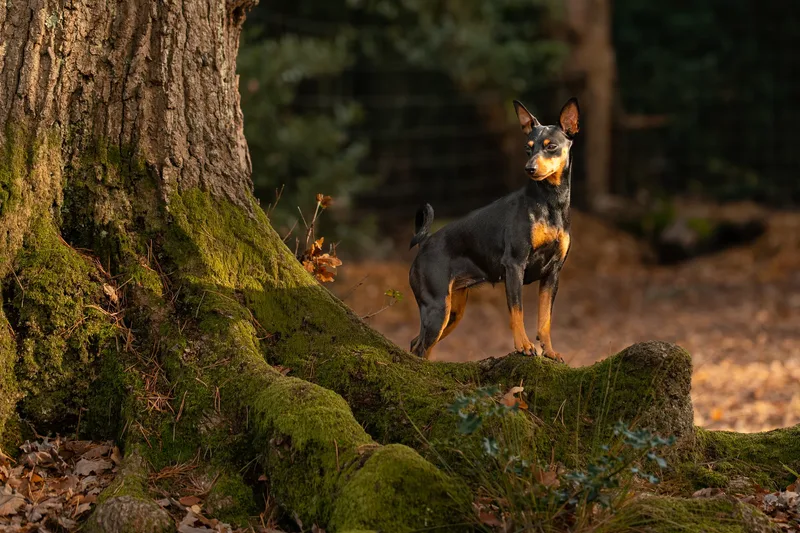 The Three Min Pins (8 of 24)