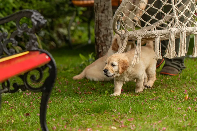 Marlee and her puppies! (11 of 24)