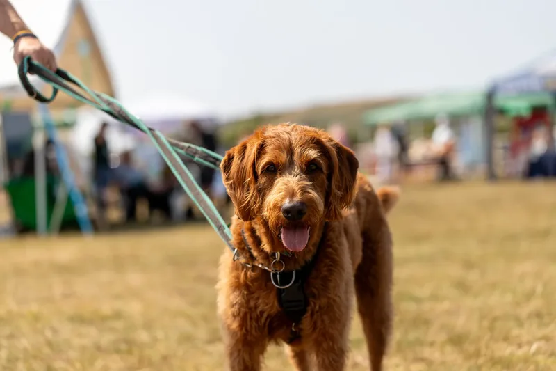 Margaret Green Country Dog Show 2025 (10 of 24)