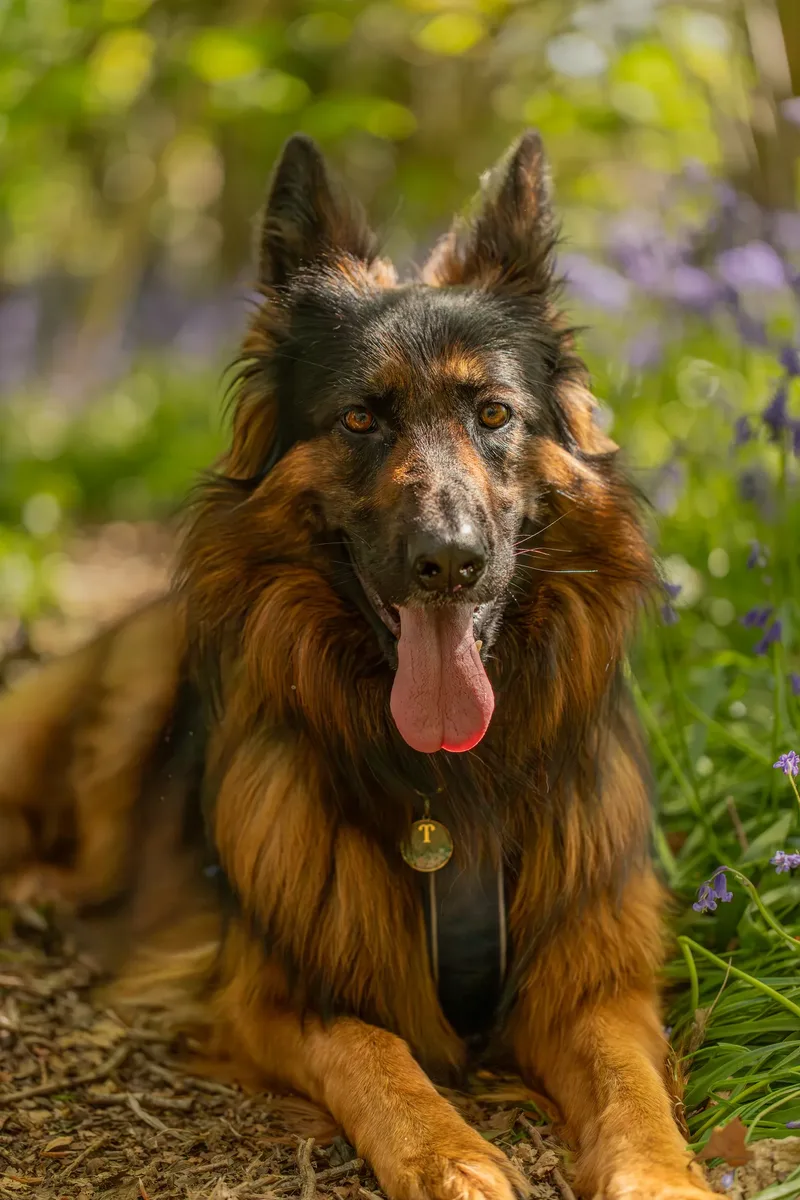 Tora the german shepherd (26 of 28)