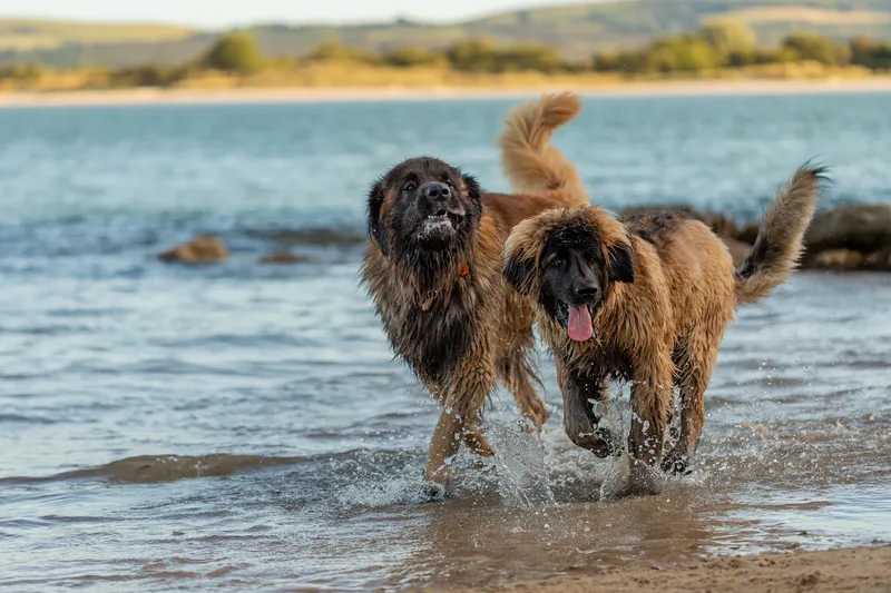 Leonberger Meet Up (15 of 47)
