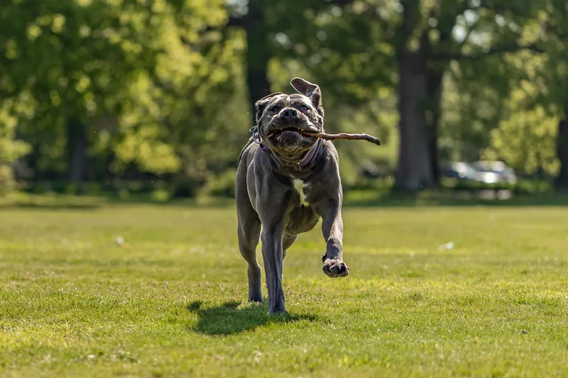 Skye the Cane Corso (1 of 23)