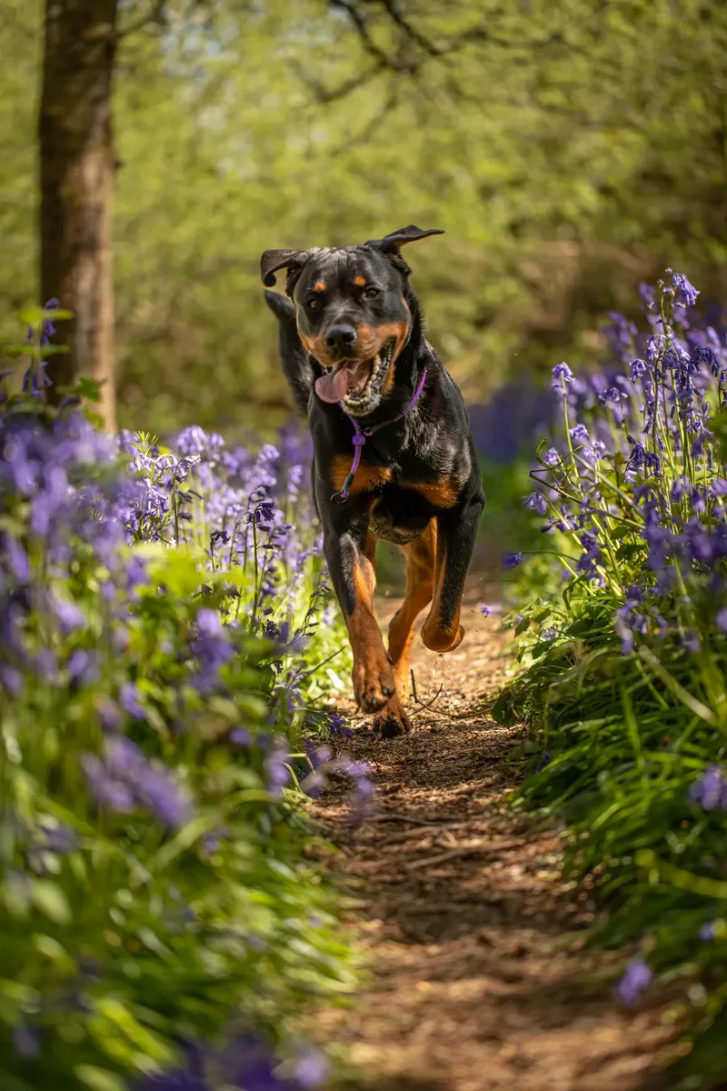 Karma the rottweiler in bluebells (16 of 30)