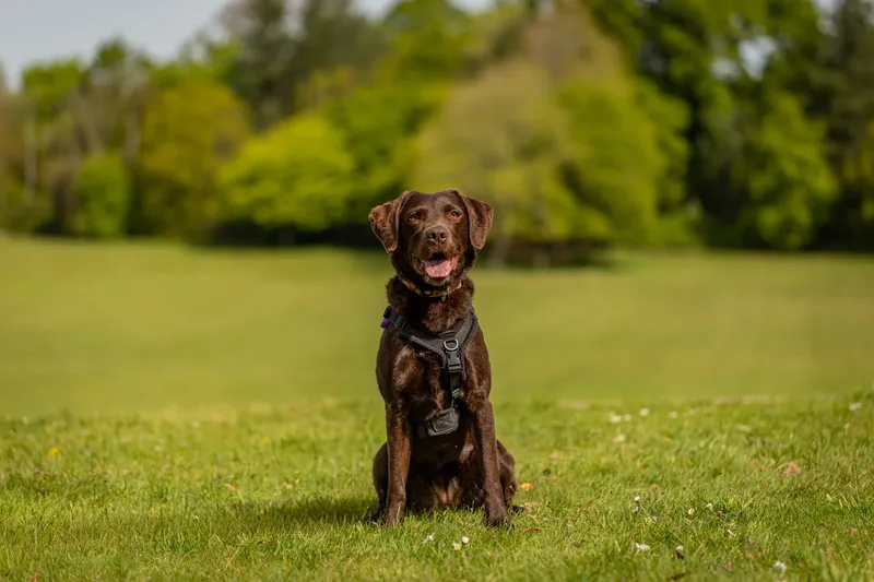 The Dorset Dog Trainer