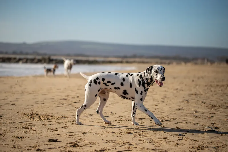 Perdy and Pongo (12 of 28)