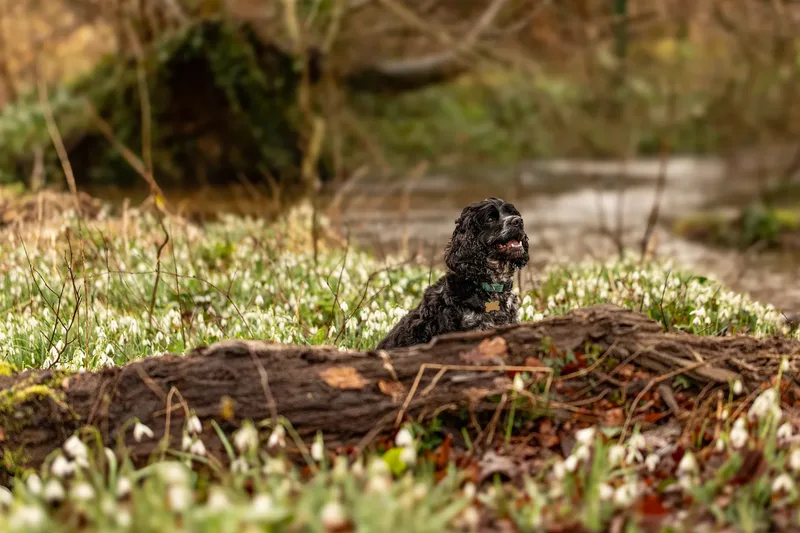 Max, Alfie & Friends (8 of 22)