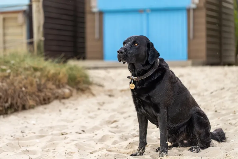 Stan the black lab (37 of 38)