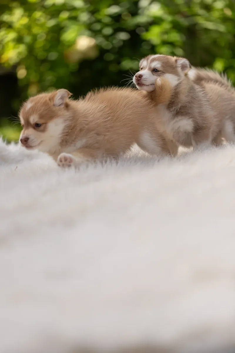 South Coast Pomsky’s (26 of 29)