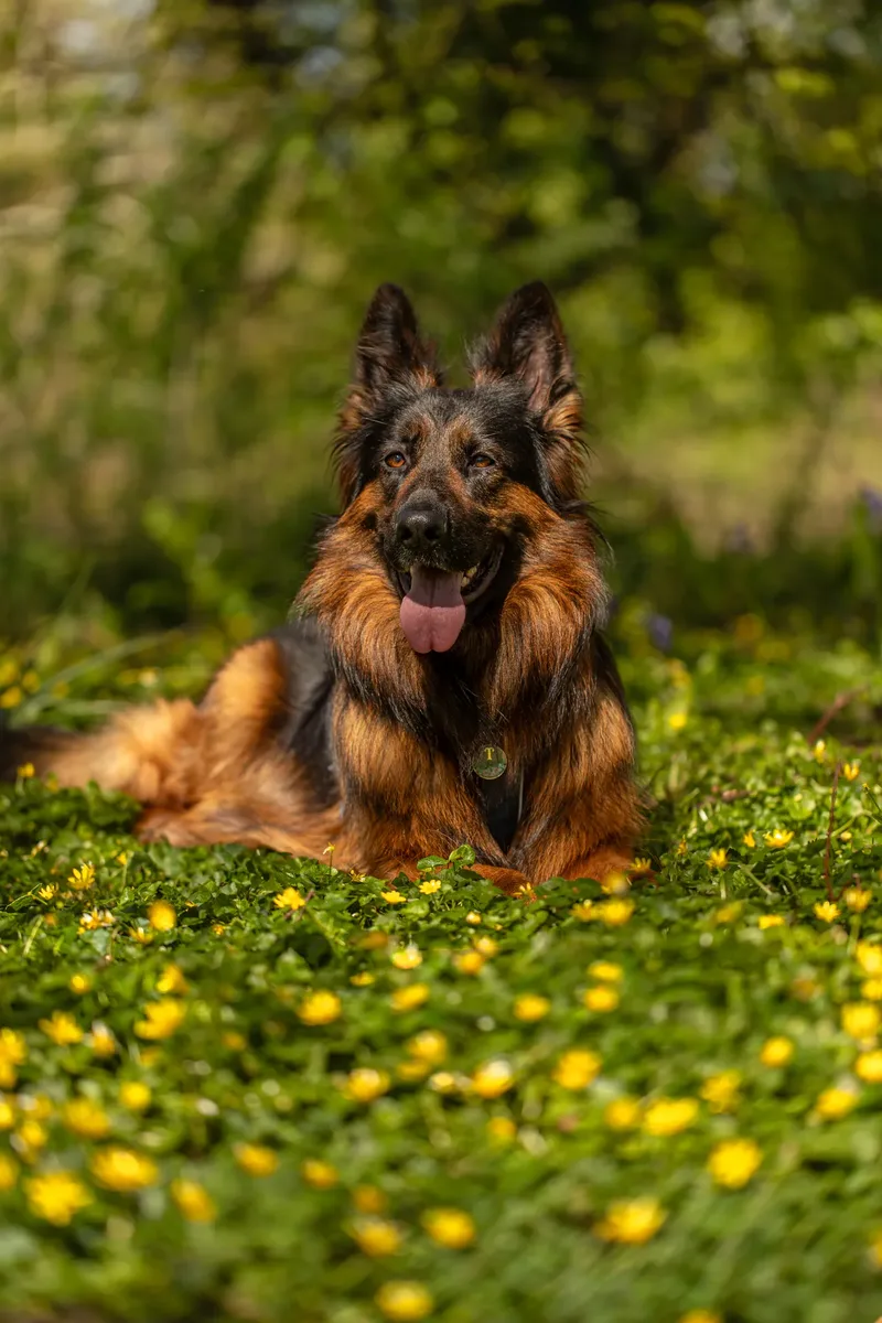 Tora the german shepherd (17 of 28)