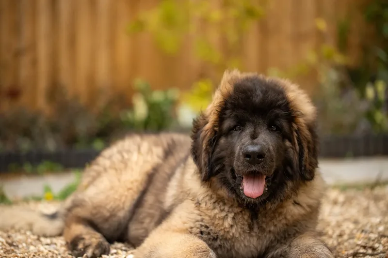 Alfie the Leonberger Puppy (33 of 41)
