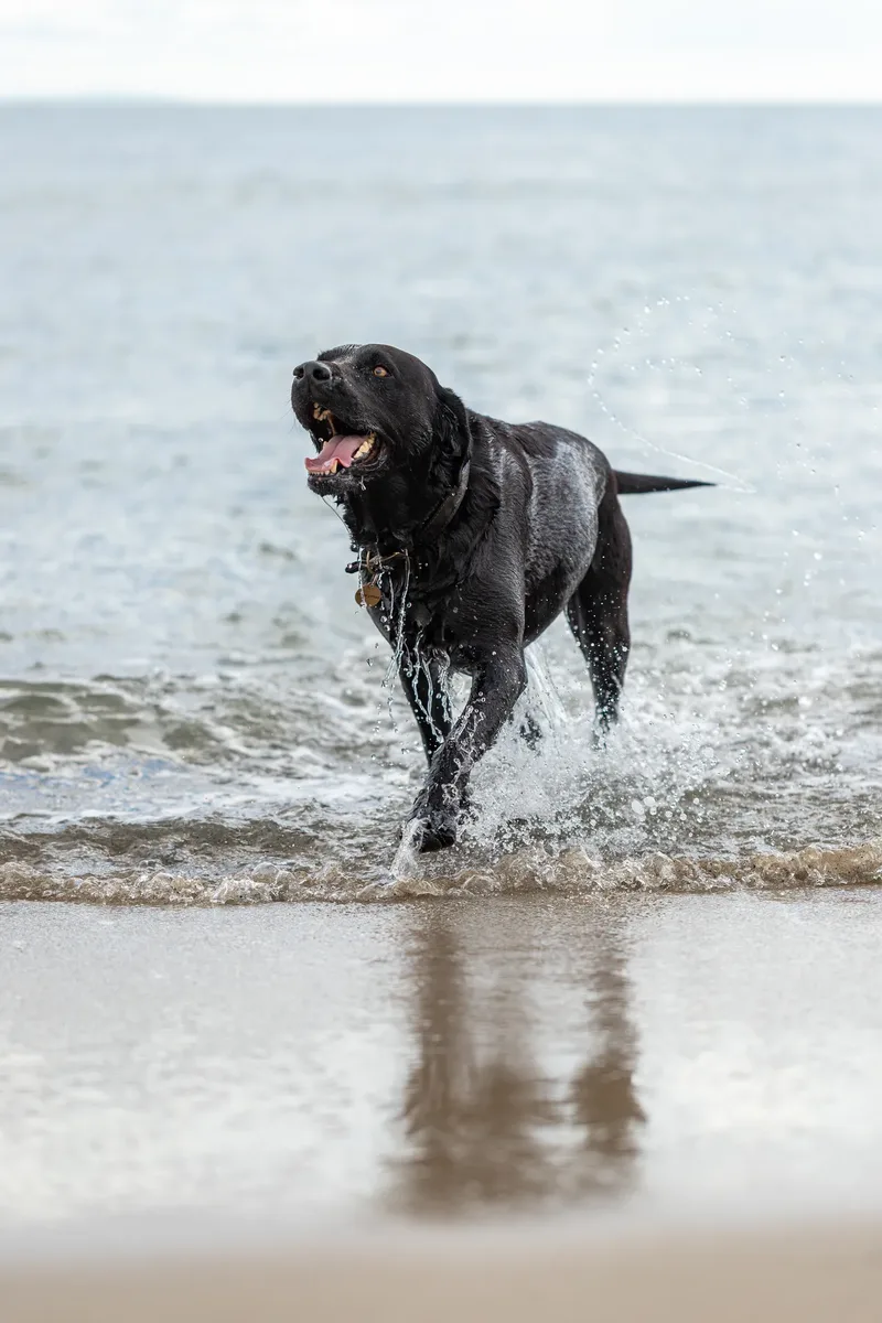 Stan the black lab (21 of 38)