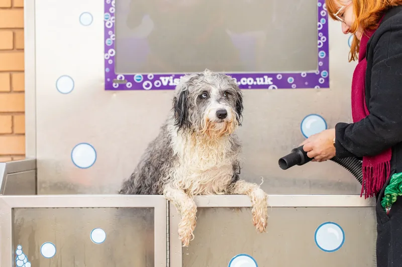 Dougie The Bordoodle (3 of 9)