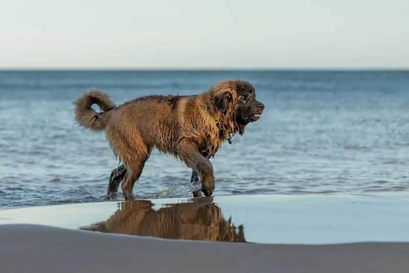 Leonberger Meet Up (22 of 47)